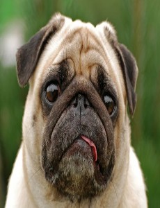 The Cute Dogs